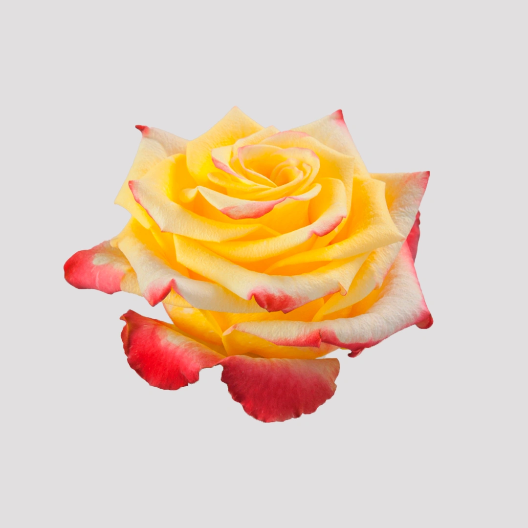 high&yellowflame
