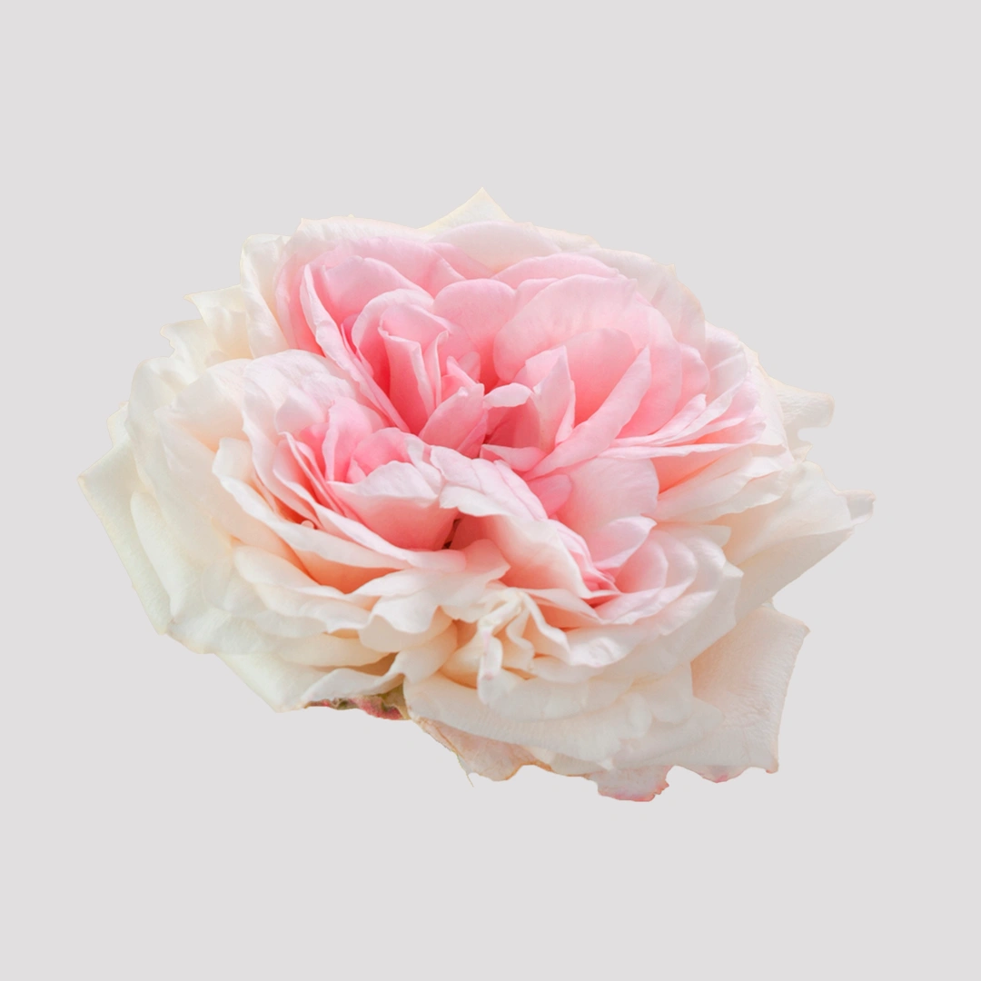 mayrasbridalpinksd