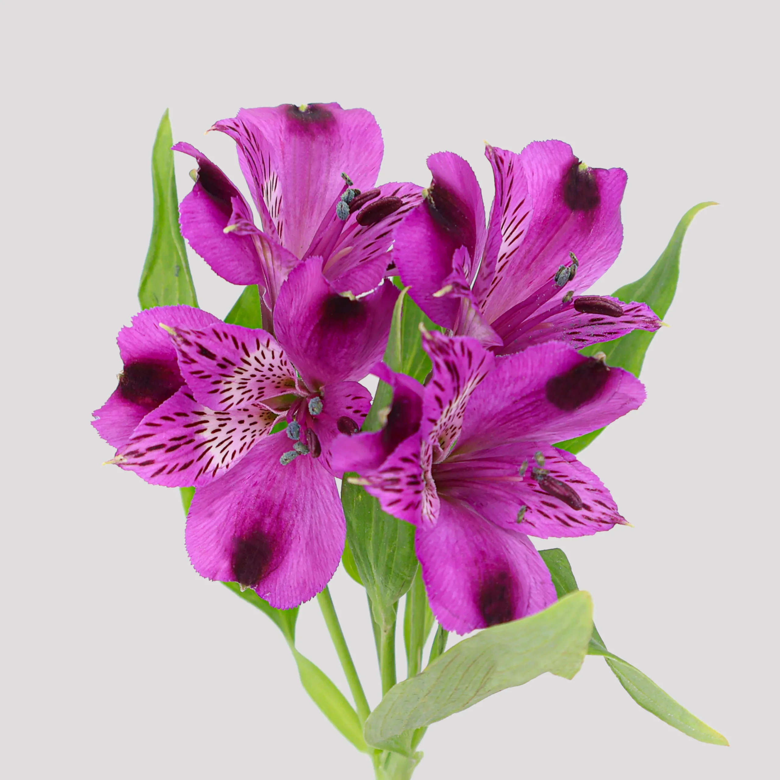 Alstroemeria - Onix