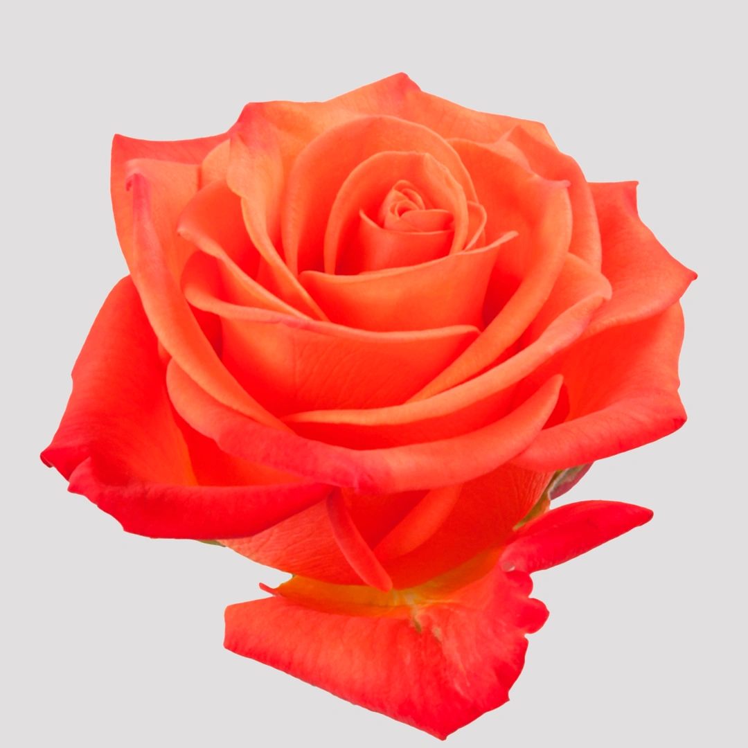 orangecrushsd