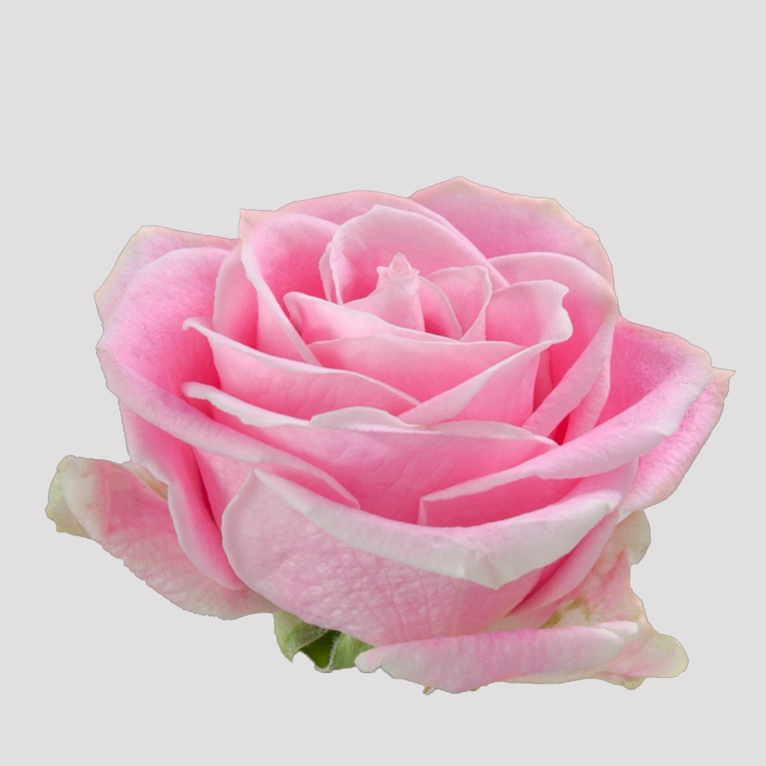 rositavendelasd
