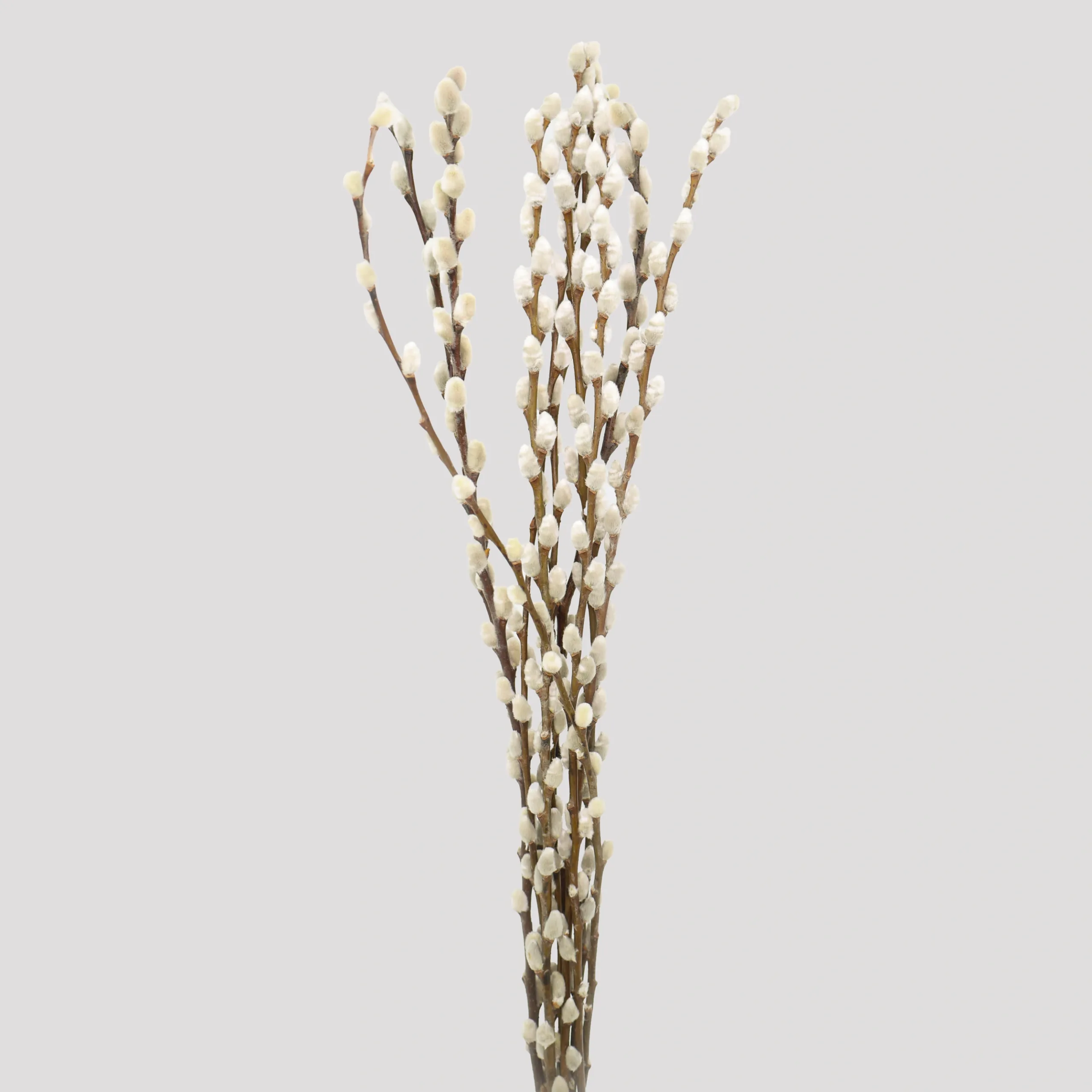 salix Snow Flake Natural General