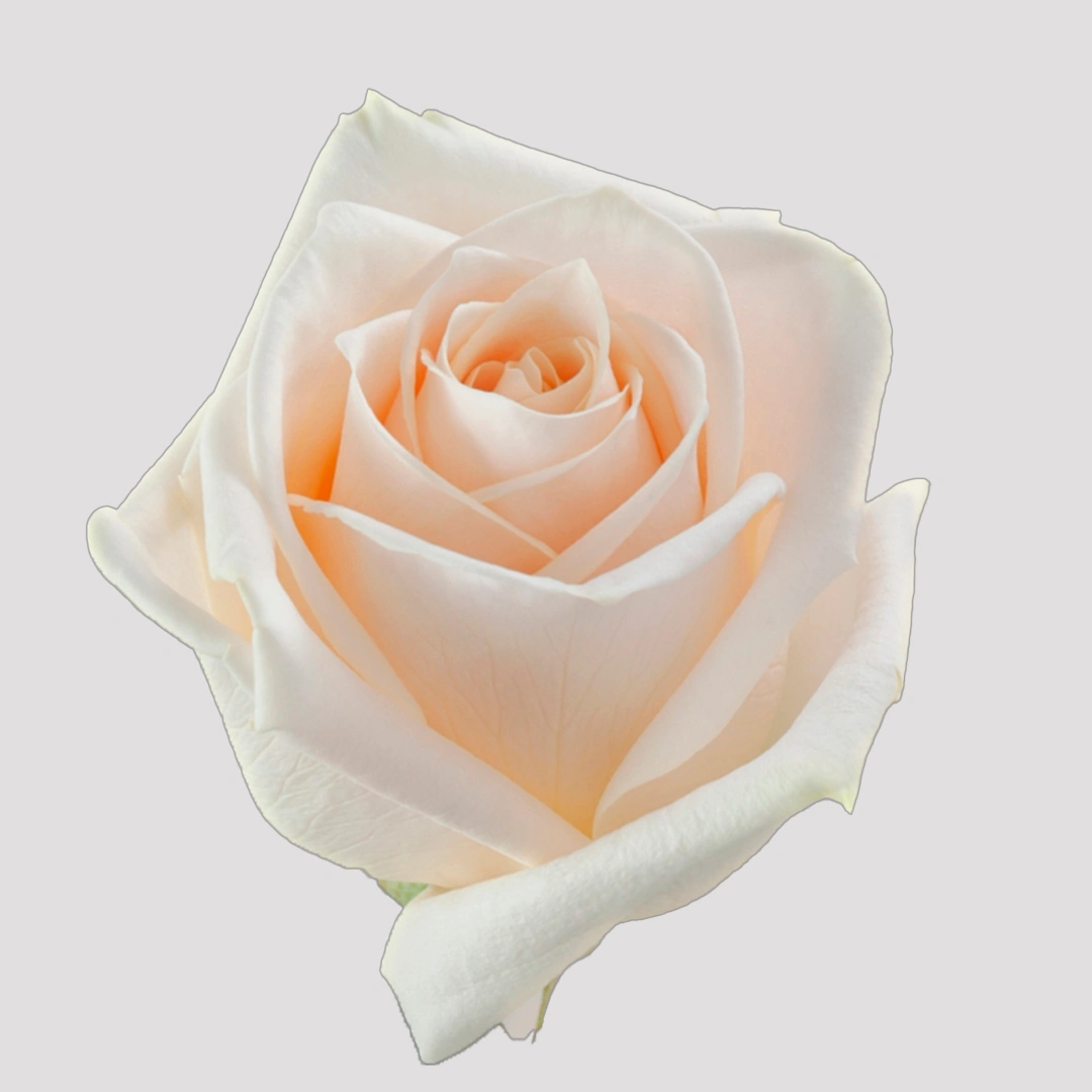 soulsd