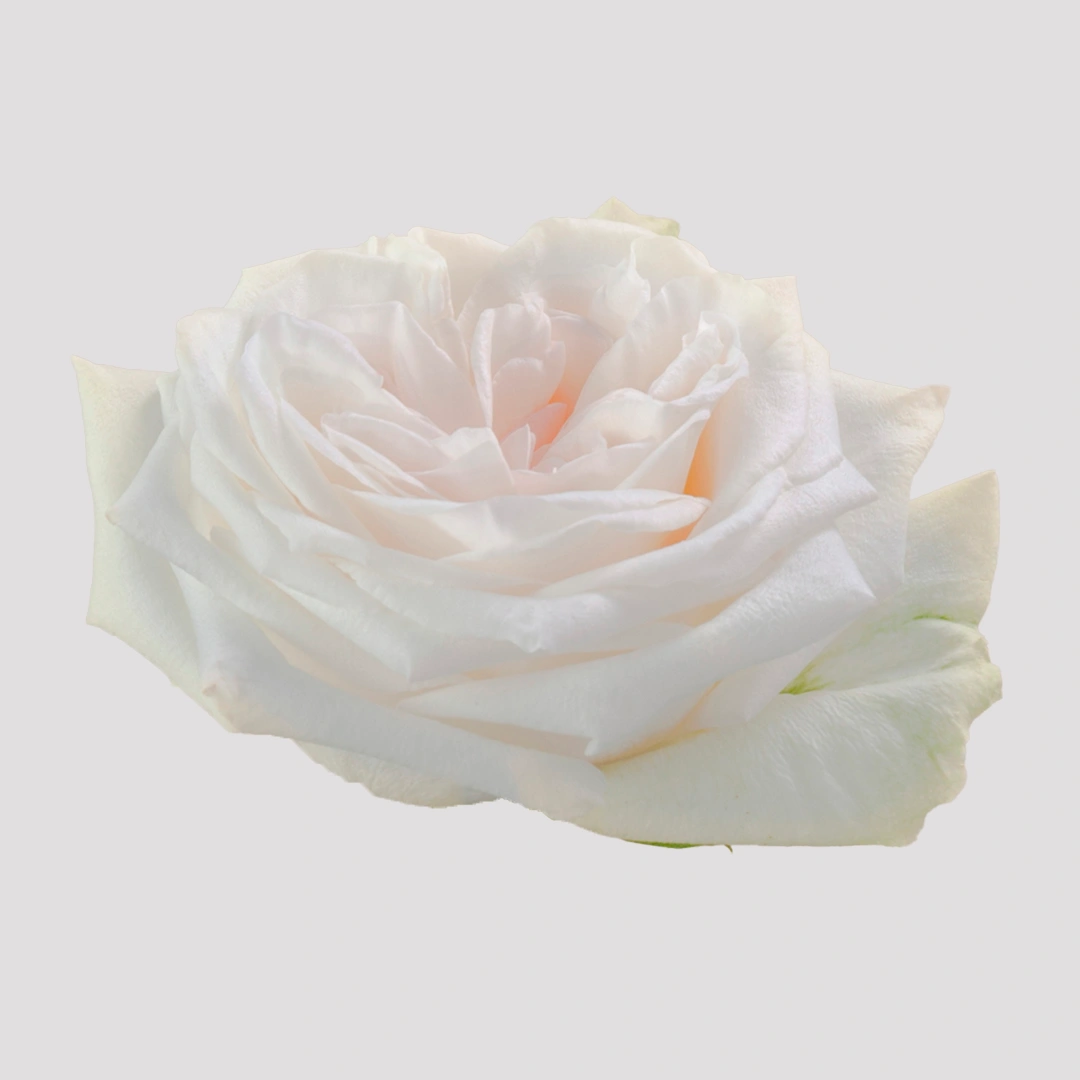 whiteoharasd