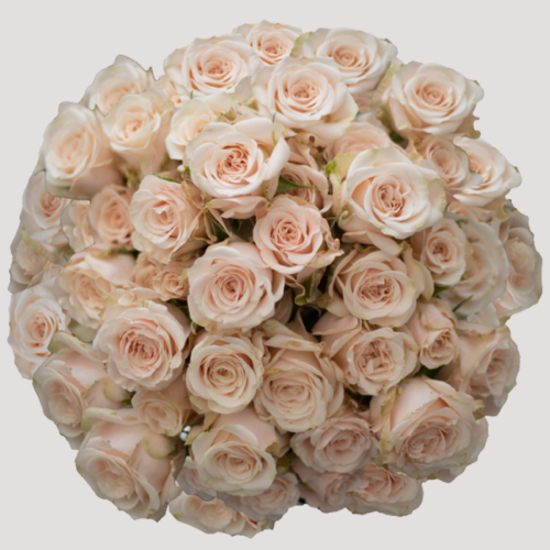 Spray Rose Br. Star Volans