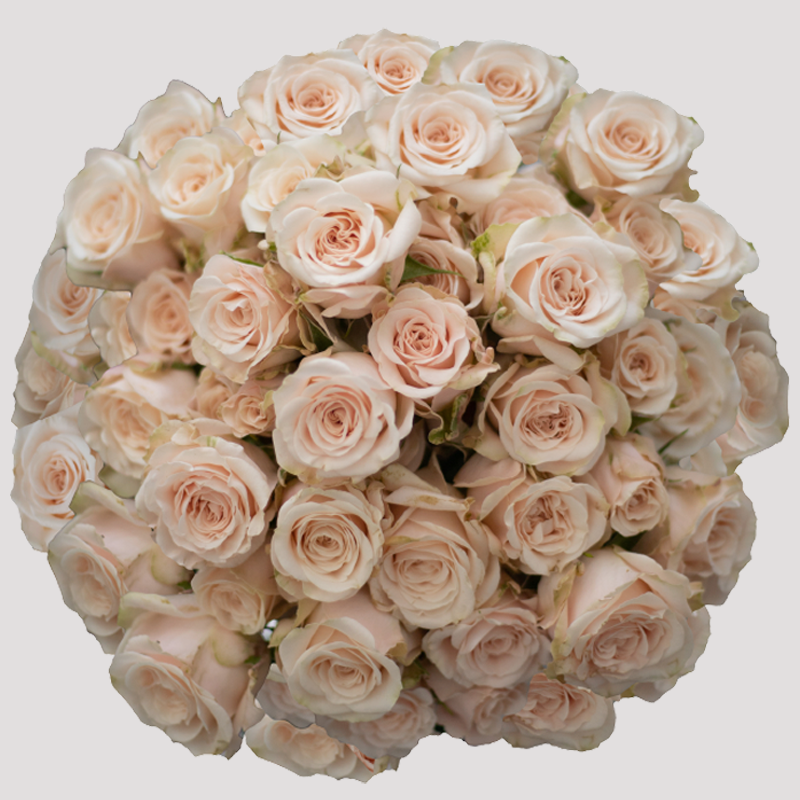 Rosa Ramificada Br. Star Volans