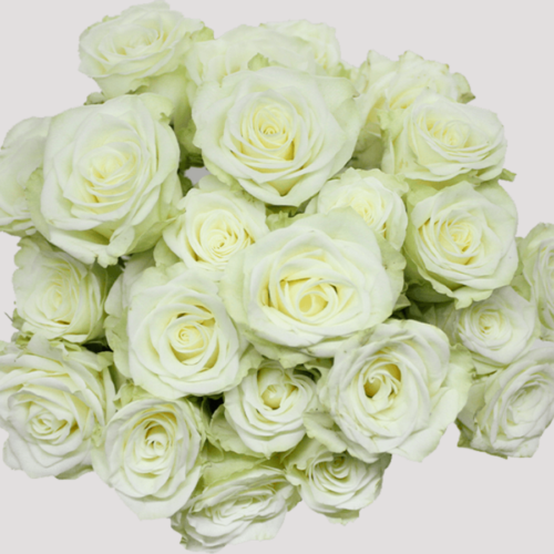 Spray Rose Floreana