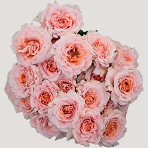 Spray Rose Be Loving