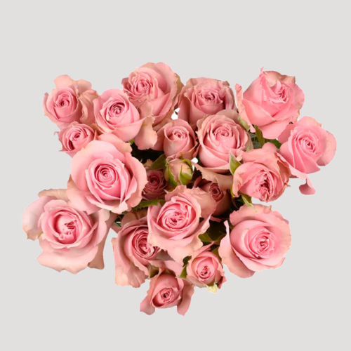 Spray Rose Pink Irischka