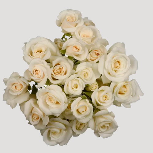 Spray Rose White Majolika