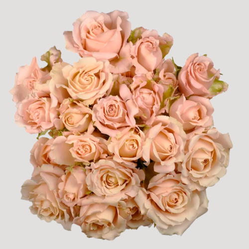 Spray Rose Sahara Sensation