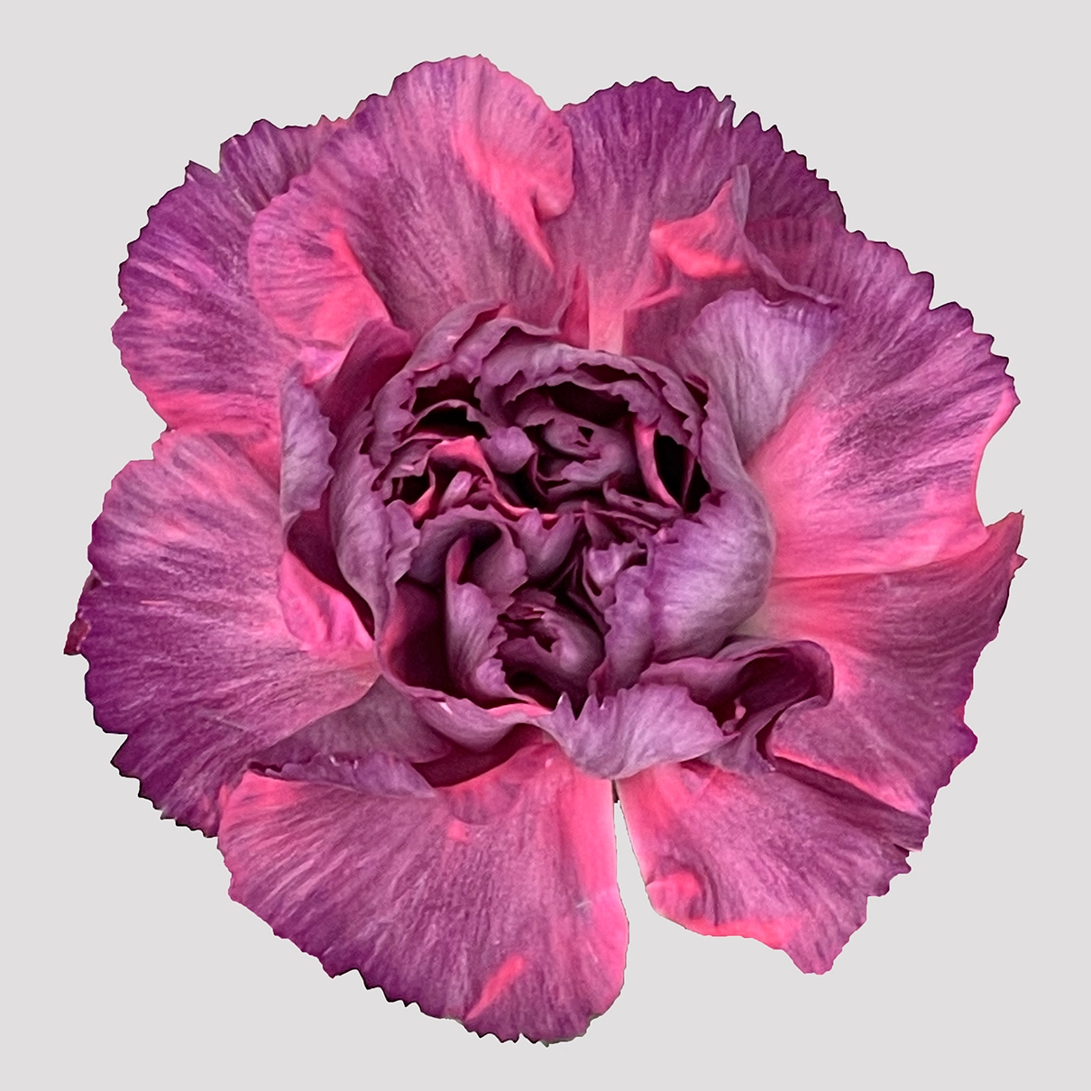 Carnation - Lila Cabeza