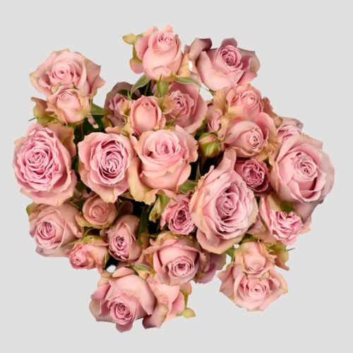 Spray Rose Portrait