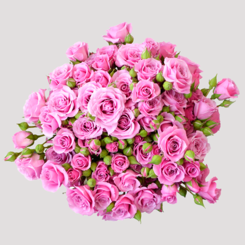 Spray Rose Blue Moon
