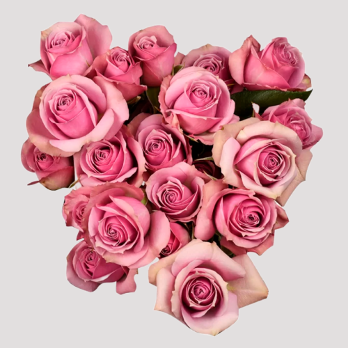 Spray Rose Lavender Irischka
