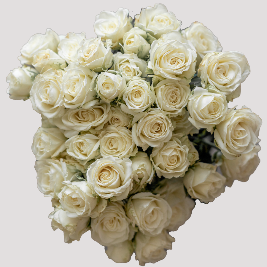 Rosa Ramificada Sweet Dreams