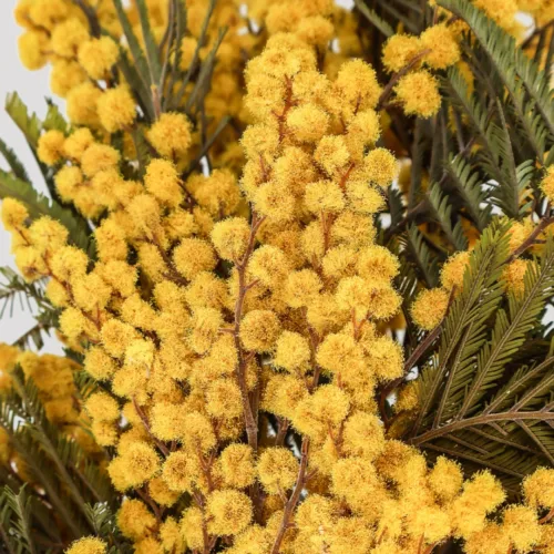 Acacia Mimosa Amarillo Detalle
