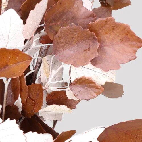 Alisier Chocolate Preservado Detalle