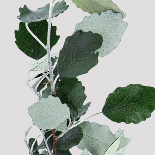 Alisier blanco Verde Preservado Detalle