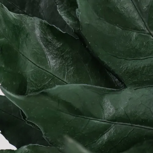 Aralia Verde Preservada Detalle (2)