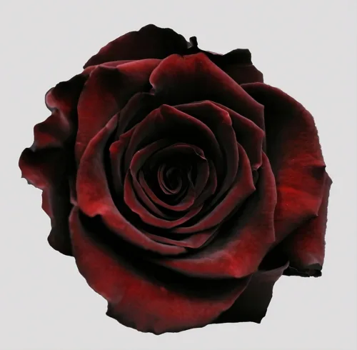 Rose - Black Baccara