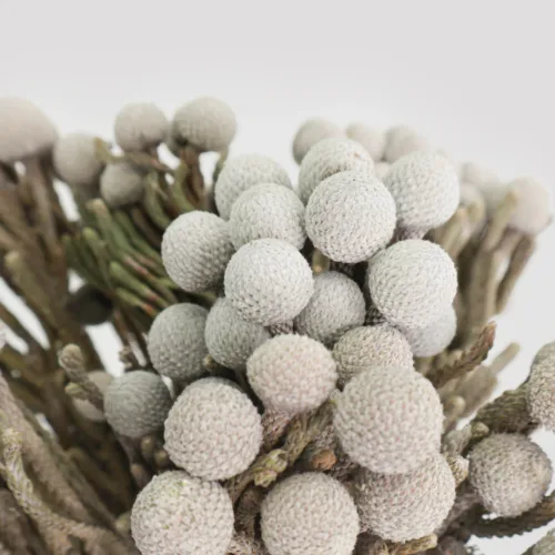Brunia Silver Gris