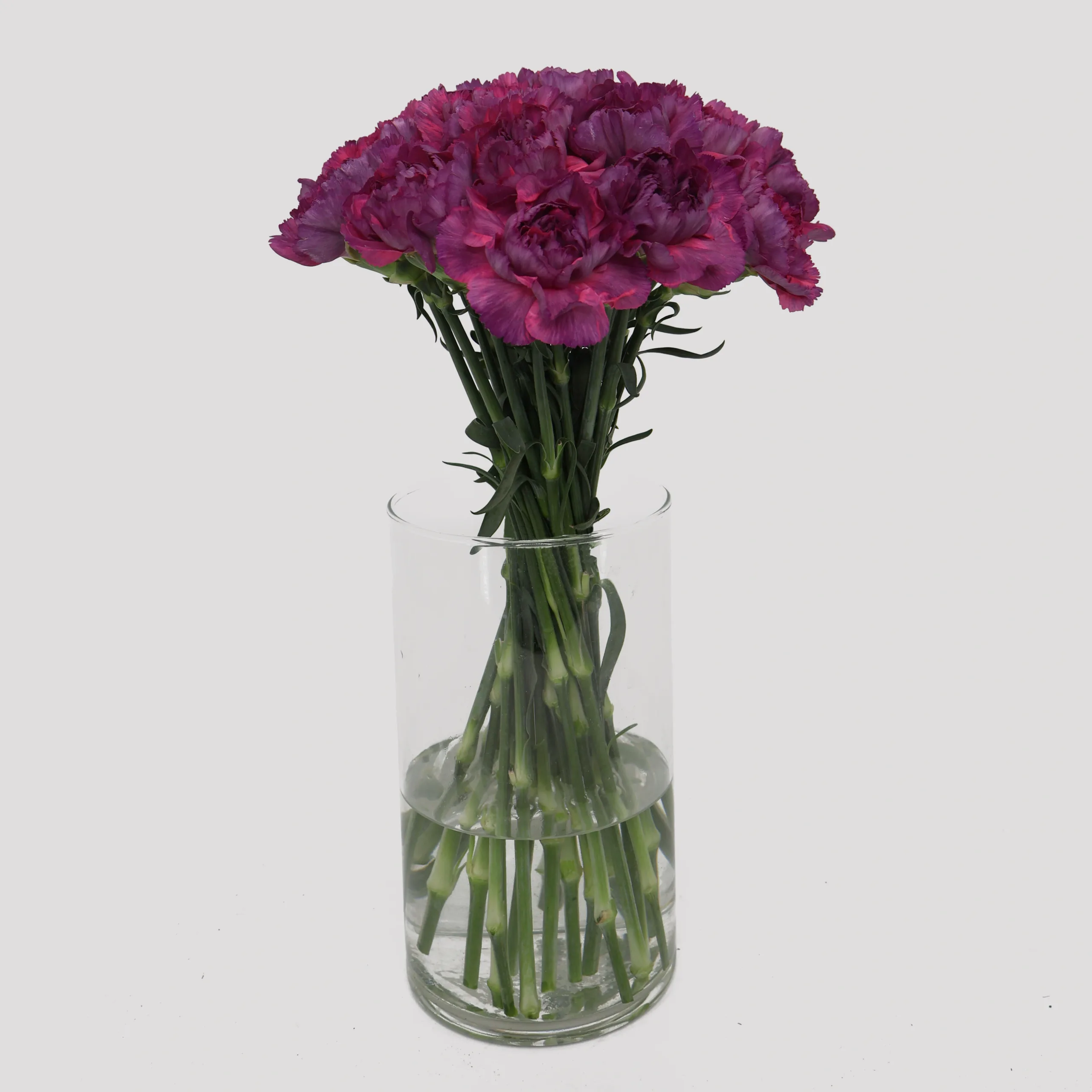 Clavel Morado Clavel Morado