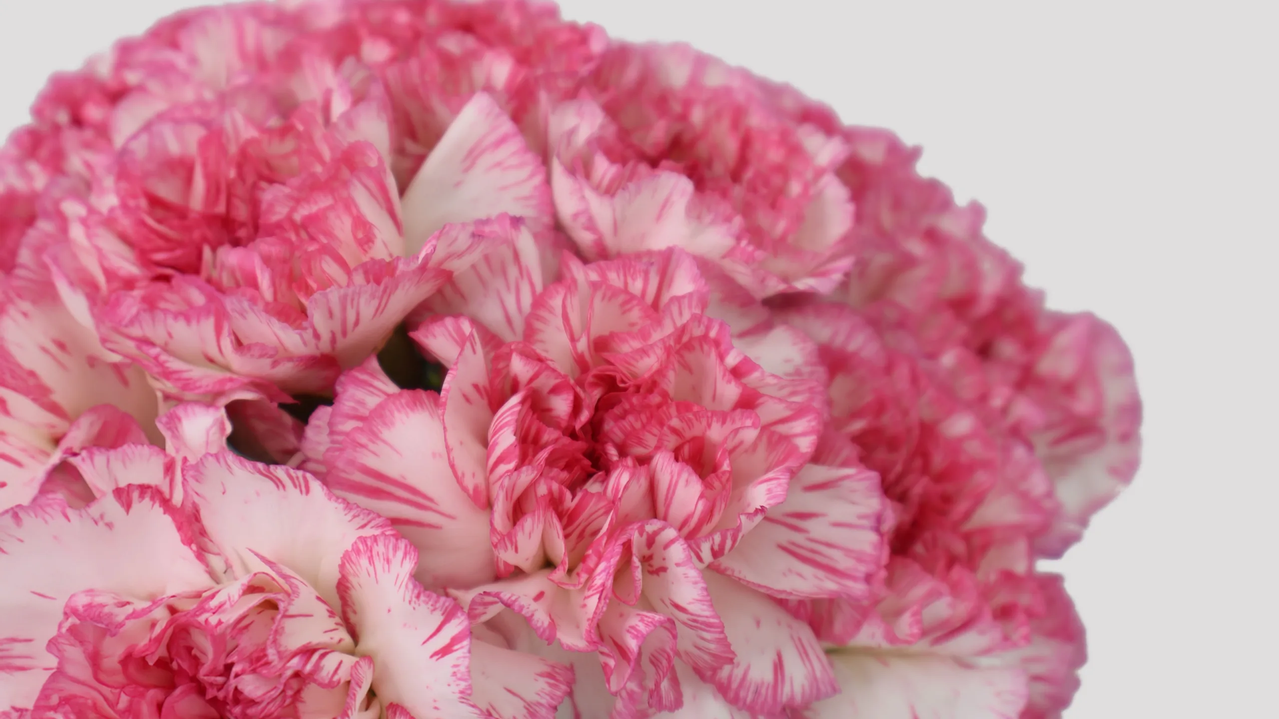 Claver Rosa Detalle