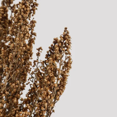 Erica Brezo Natural Detalle