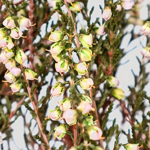 Erica Deliciosa White-Green Detail