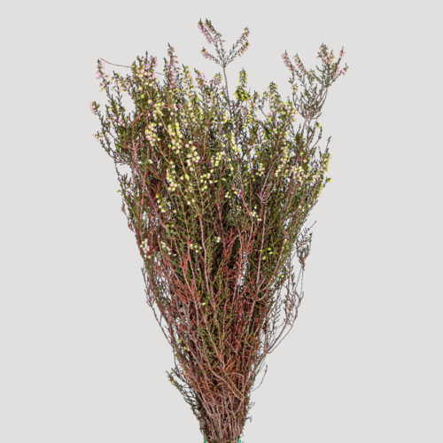 Erica Deliciosa White-Green General