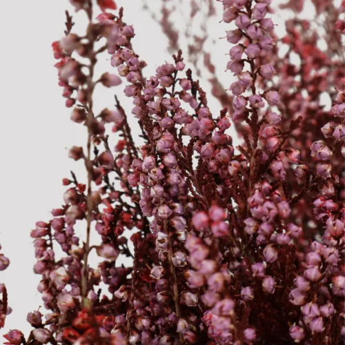 Erica Deliciosa rojo-rosa Detalle 2