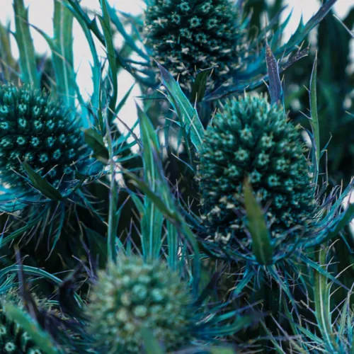 Eringyum Lagoon Azul Detalle