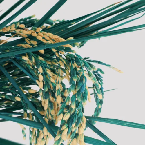 Espiga de Arroz Azul Detalle 2