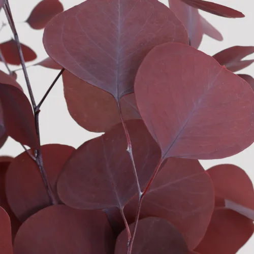 Eucaliptus Populus Preservado Granate Detalle