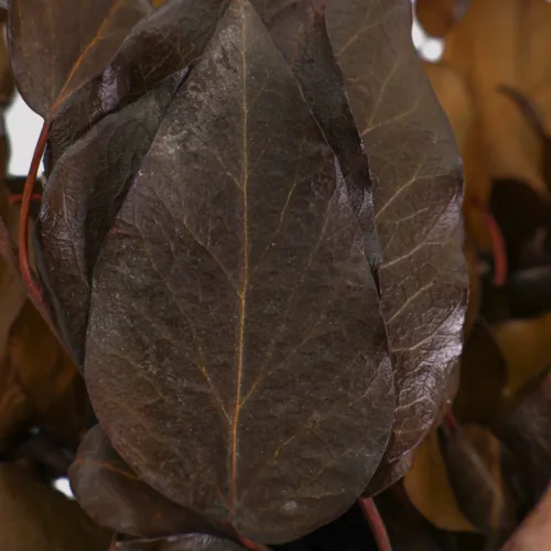 H Arborea Chocolate Detalle