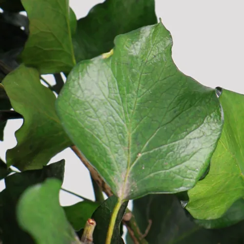 H Arborea Verde Detalle