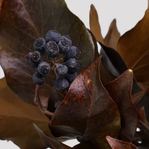 H. Arborea Frutos Chocolate Detalle