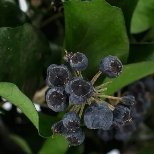 H. Arborea Fruts Verde Detalle