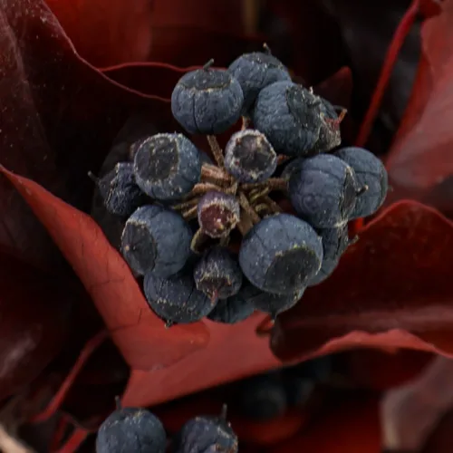 H.Arborea Frutos Granate Detalle