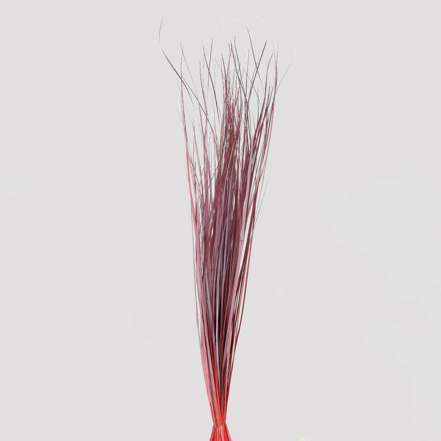 Hierba de Oso Rojo General