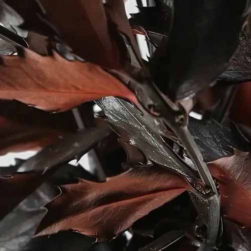 Ilex Prince Granate Detalle
