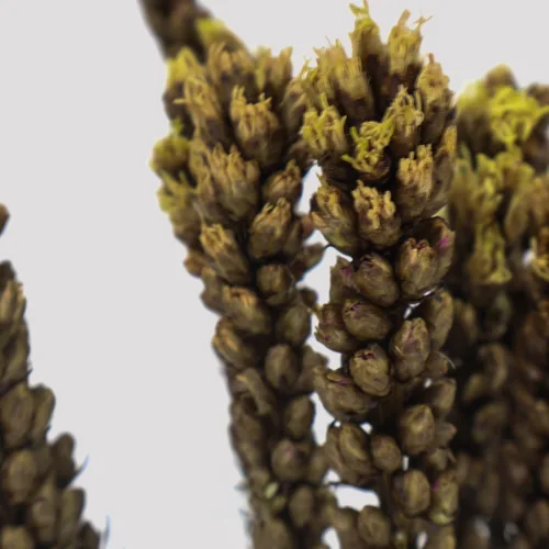 Liatris Amarillo Detalle