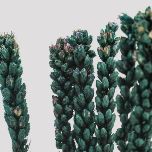 Liatris Azul Detalle 2