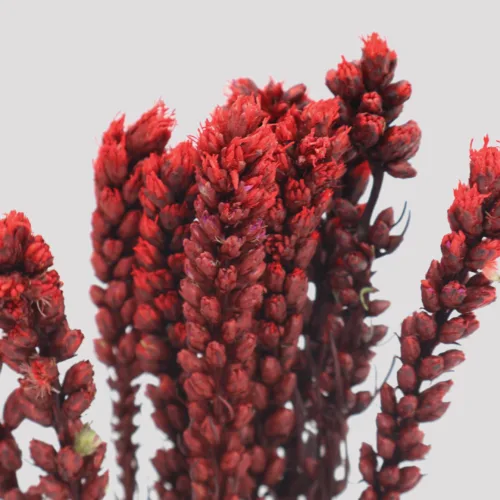 Liatris Granate Detalle
