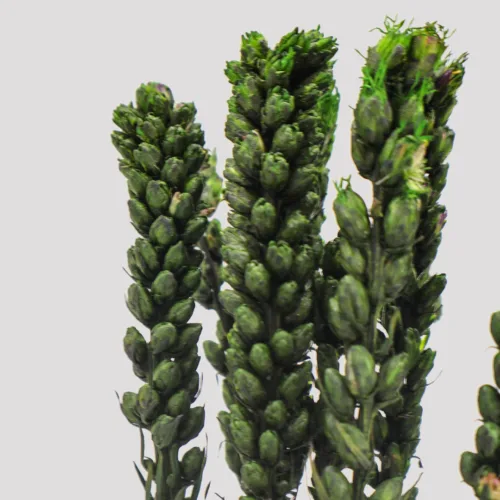 Liatris Verde Detalle