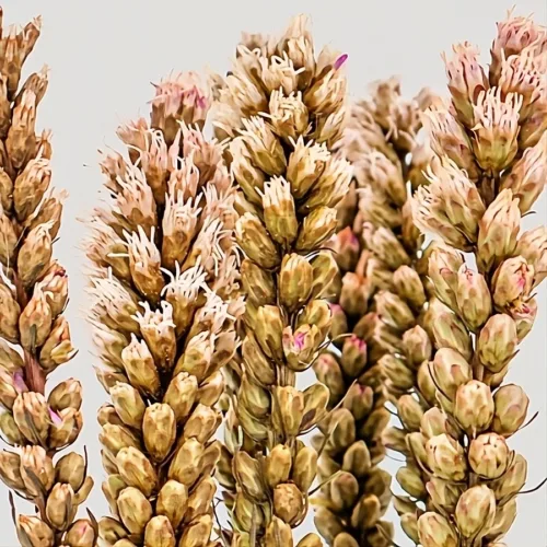 Liatris color natural Detalle