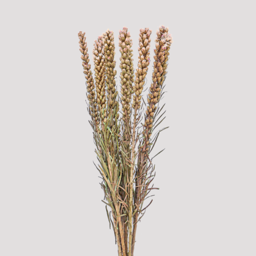 Liatris natural colour General