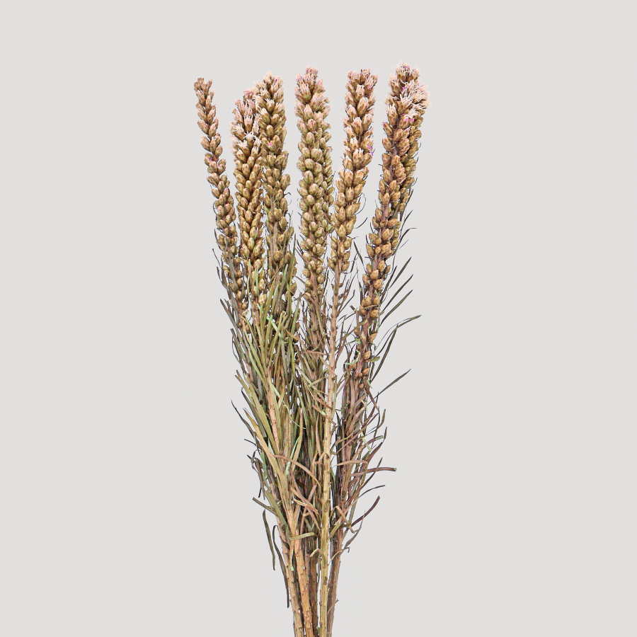 Liatris natural colour General