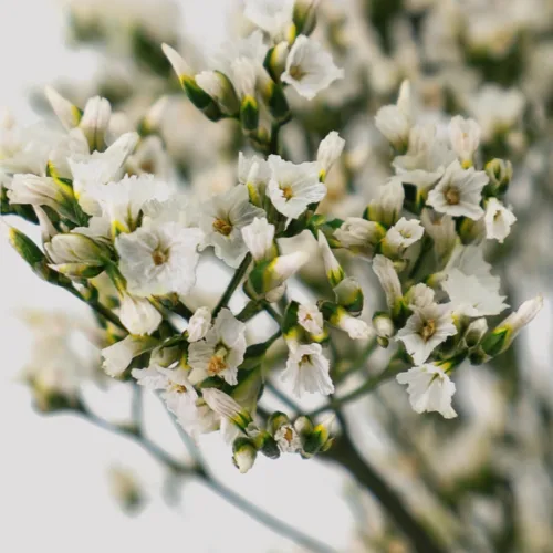 Limonium BlancoVerde Detalle